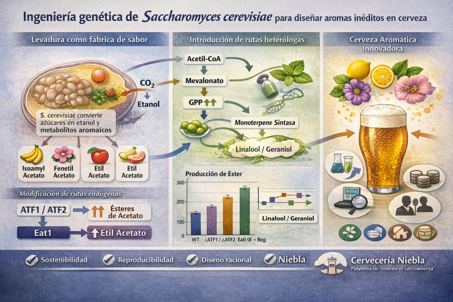 Ingeniería genética de levaduras para diseñar aromas inéditos en cerveza