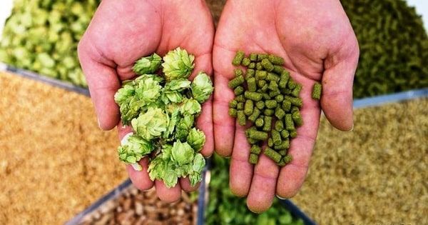 El Lúpulo: Una Historia Aromática y Científica